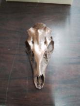 antler skull mount