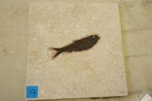 Fish Fossil