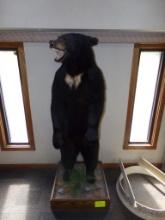 Alaskan Black Bear Full Body Stand Up Mount from Alaska (Office Upstairs)