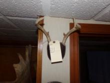 Small 6 Point Horn Mount (Office Upstairs)