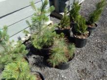 (2) Long Needle Pine Trees In Pots Ready To Be Transplanted (2 X BID PRICE)