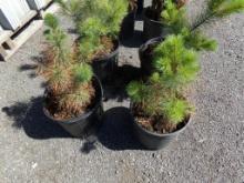 (2) Long Needle Pine Trees In Pots Ready To Be Transplanted (2 X BID PRICE)
