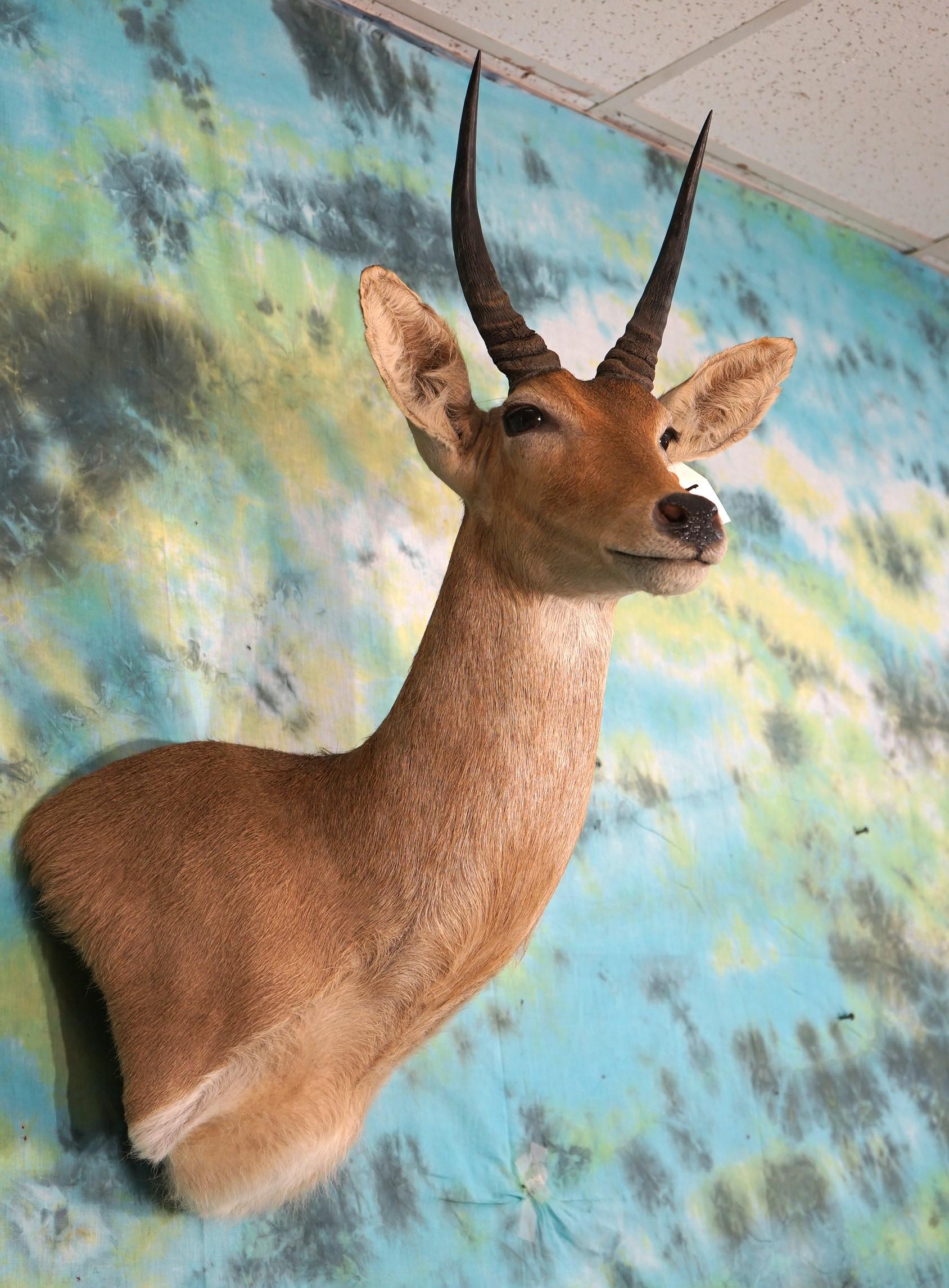 African Common Reedbuck Shoulder Taxidermy Mount