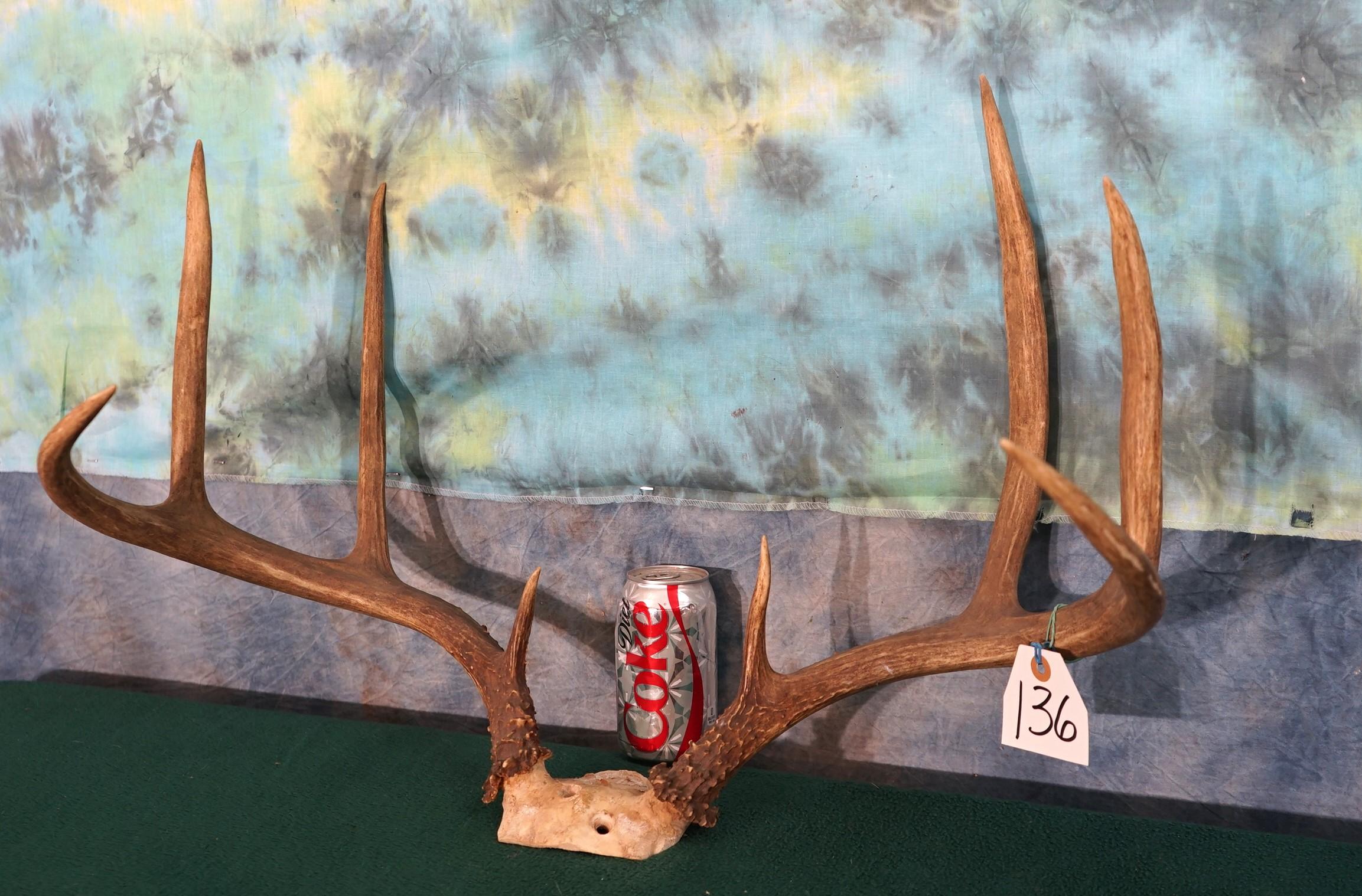 Big 8pt. South Texas Whitetail Deer Antlers Taxidermy