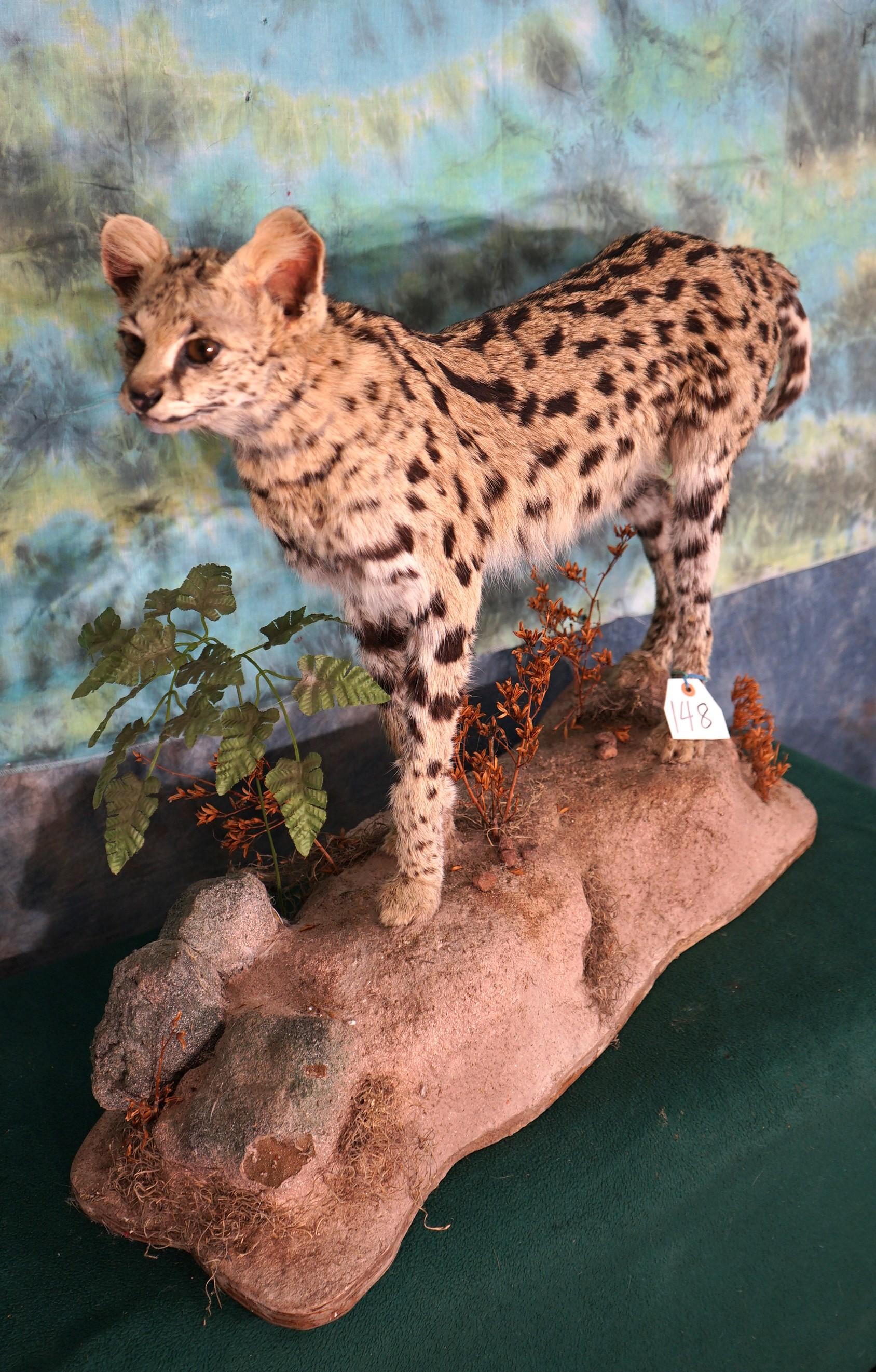 African Serval Cat Full Body Taxidermy Mount