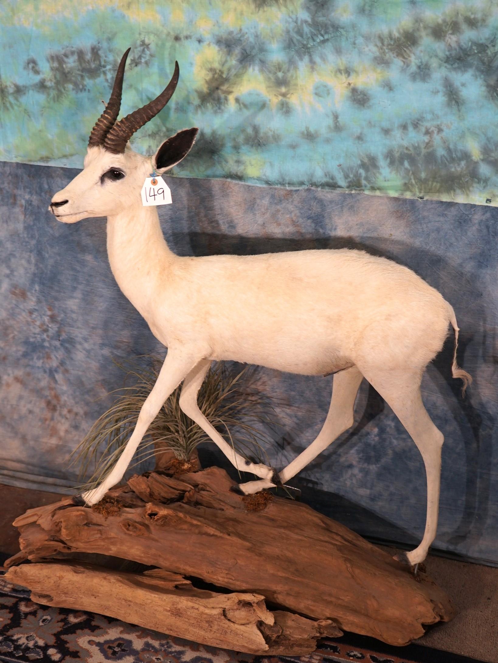 African White Springbuck Gazelle Full Body Wall or Floor Taxidermy Mount