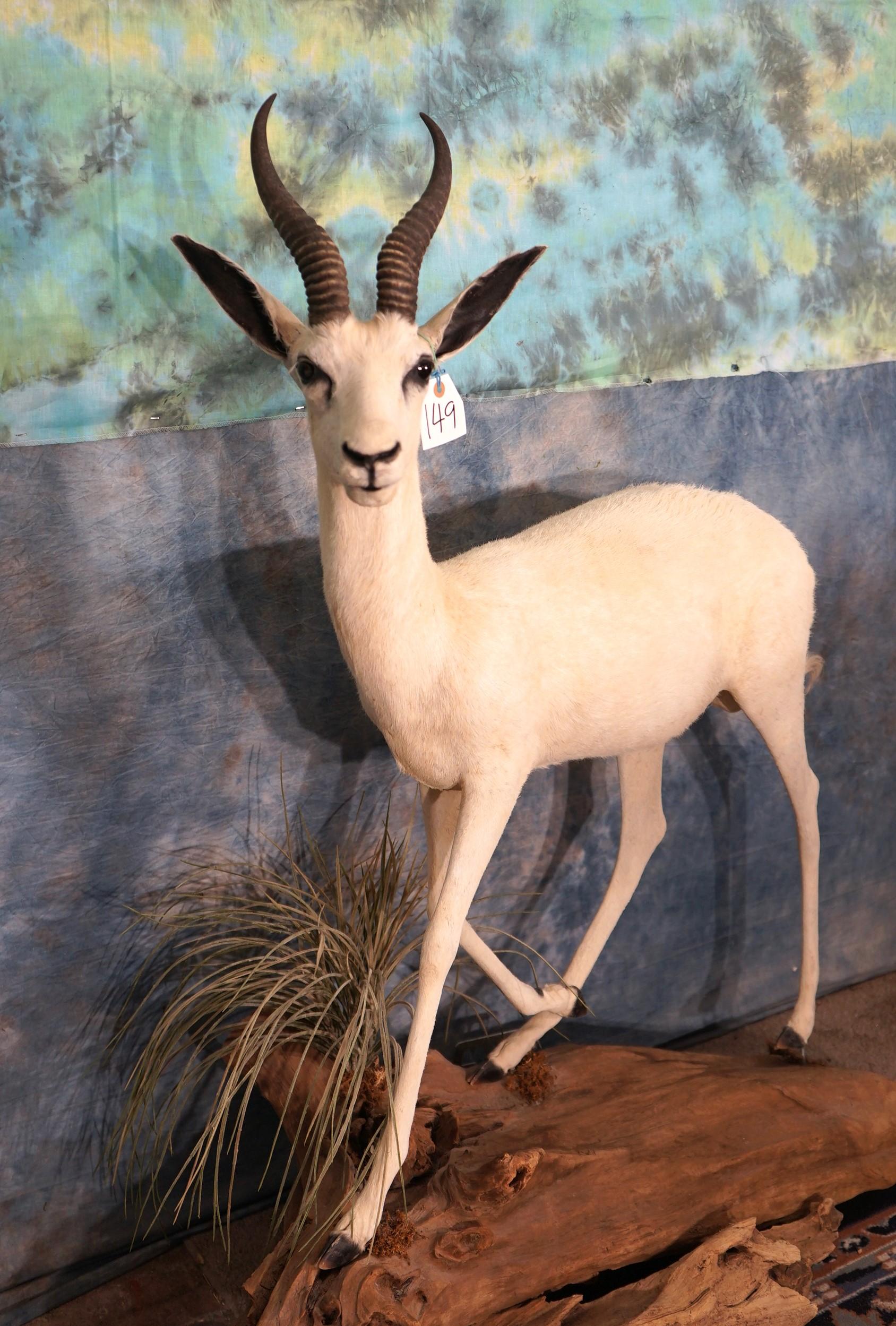 African White Springbuck Gazelle Full Body Wall or Floor Taxidermy Mount