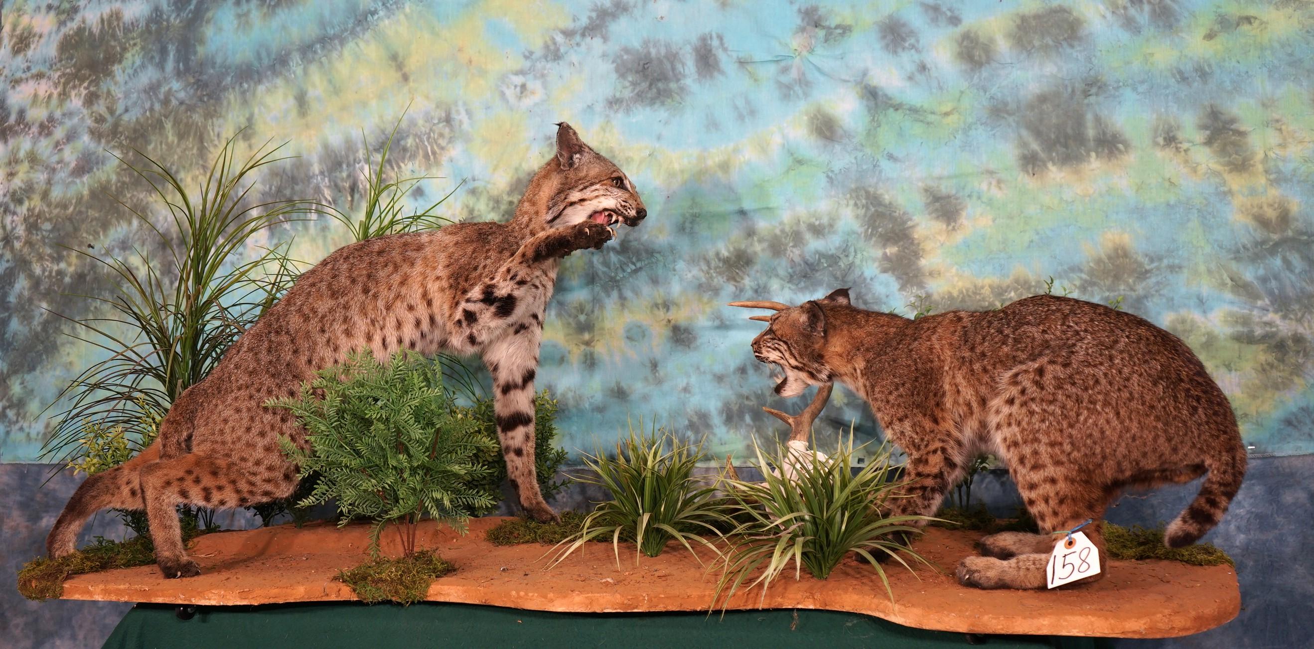 Pair of Bobcat Full Body Mounts in Natural Habitat Scene Fighting