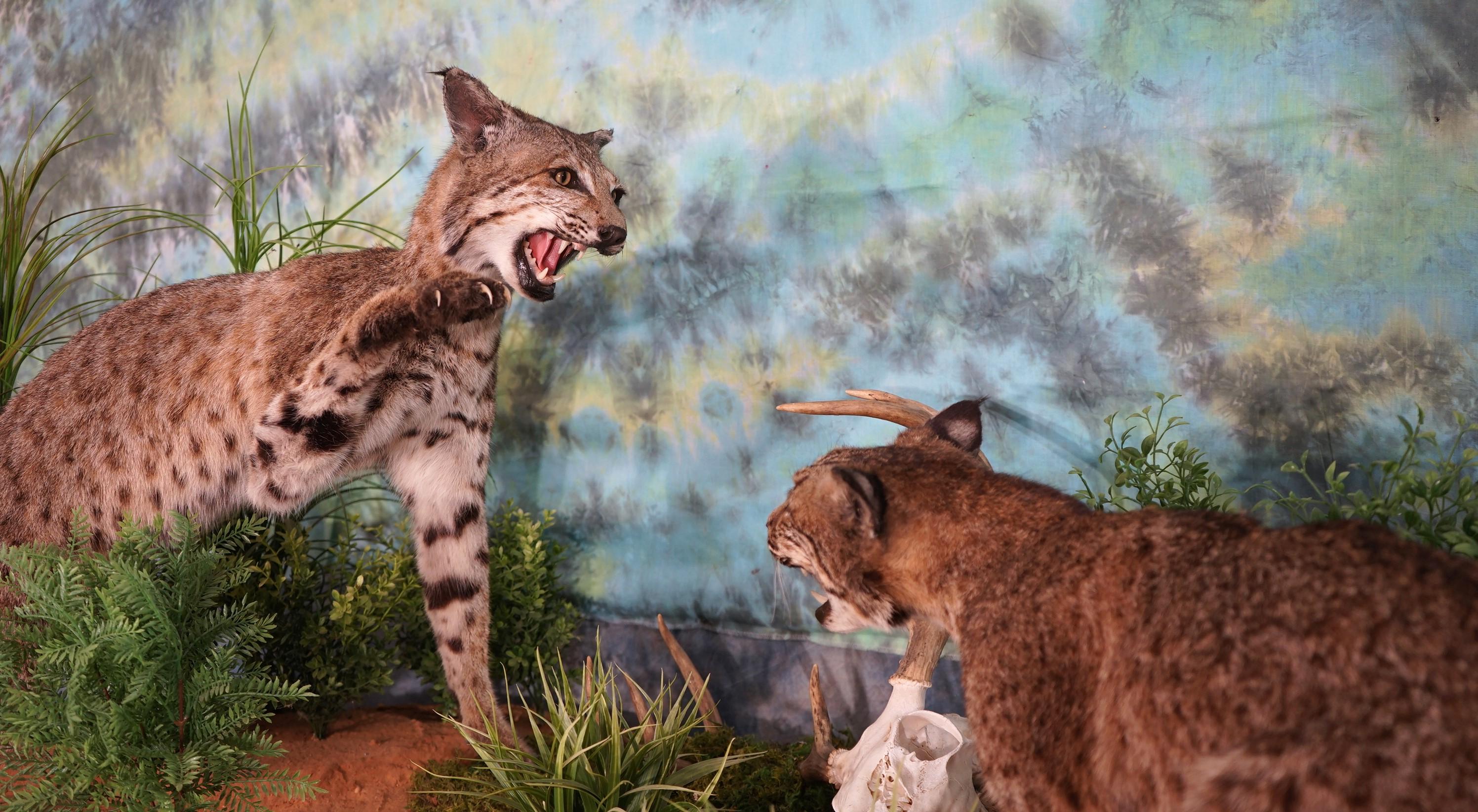 Pair of Bobcat Full Body Mounts in Natural Habitat Scene Fighting