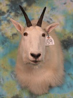 Rocky Mountain Goat Shoulder Taxidermy Mount