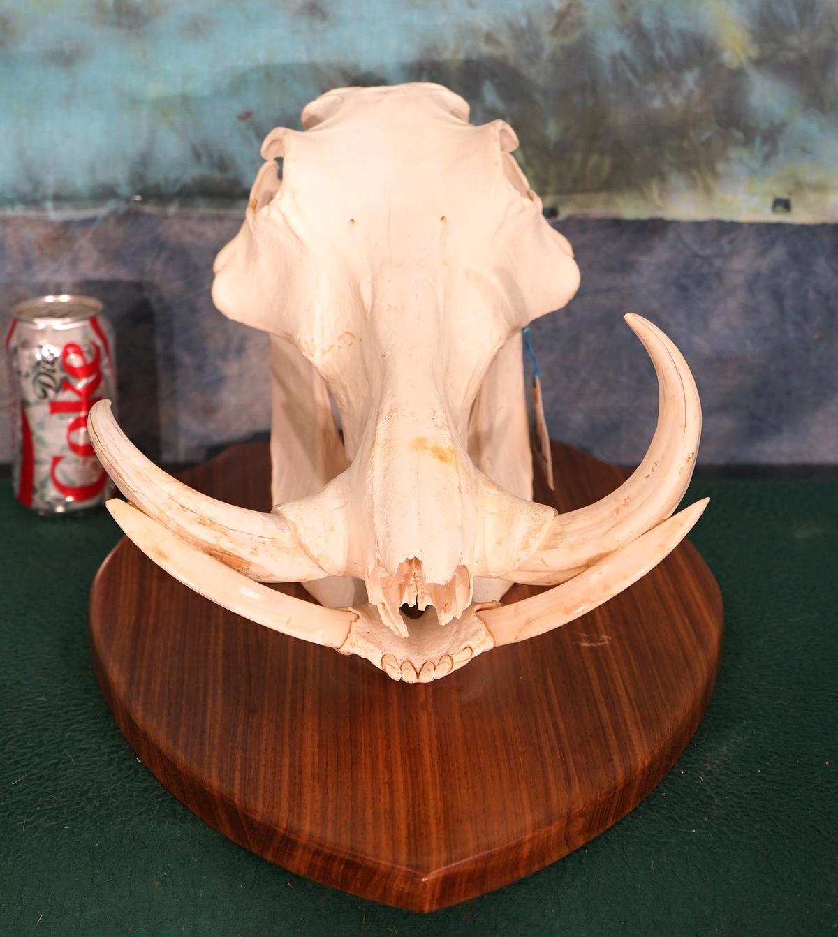 African Warthog Skull on Panel Taxidermy