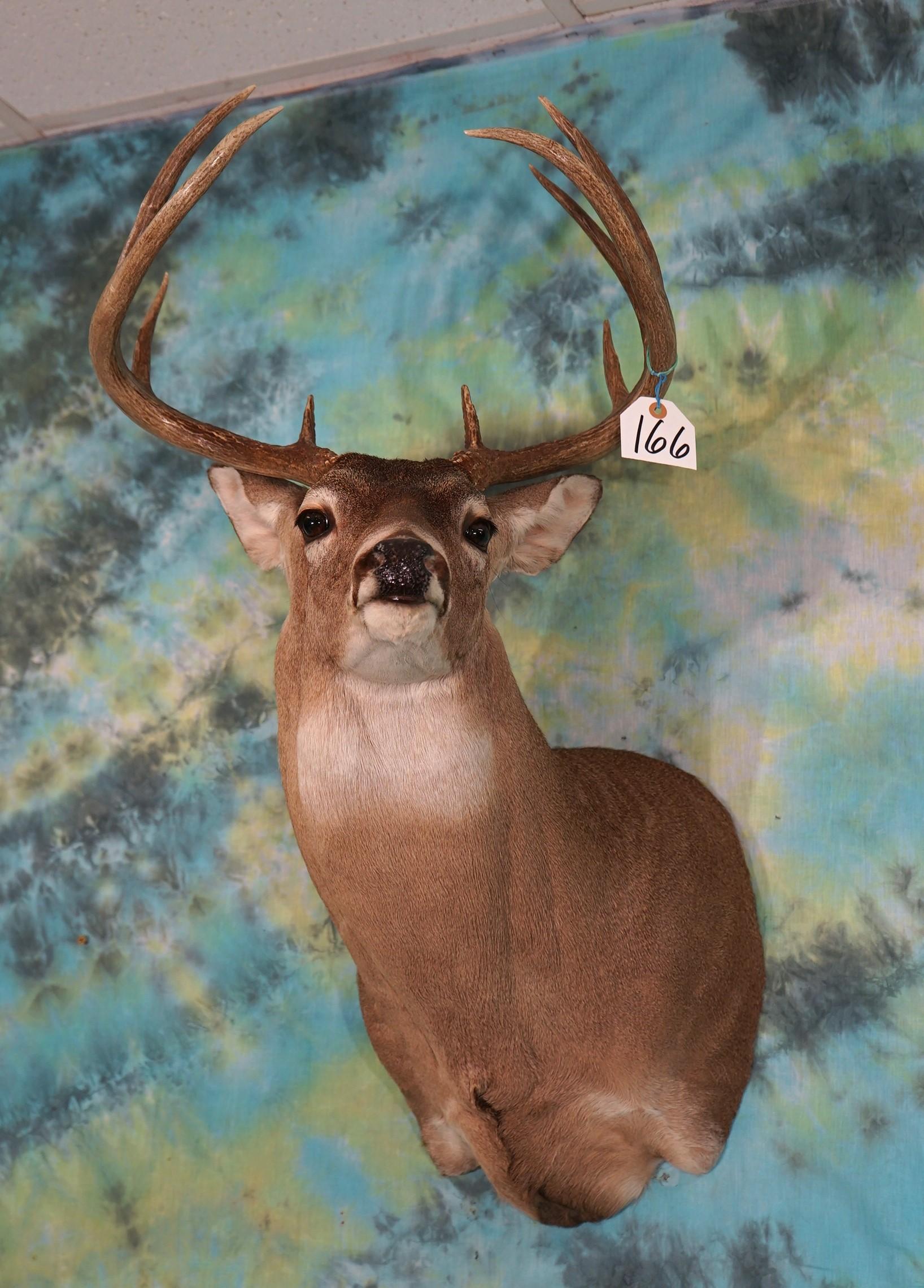11 point Texas Whitetail Deer Shoulder Taxidermy Mount