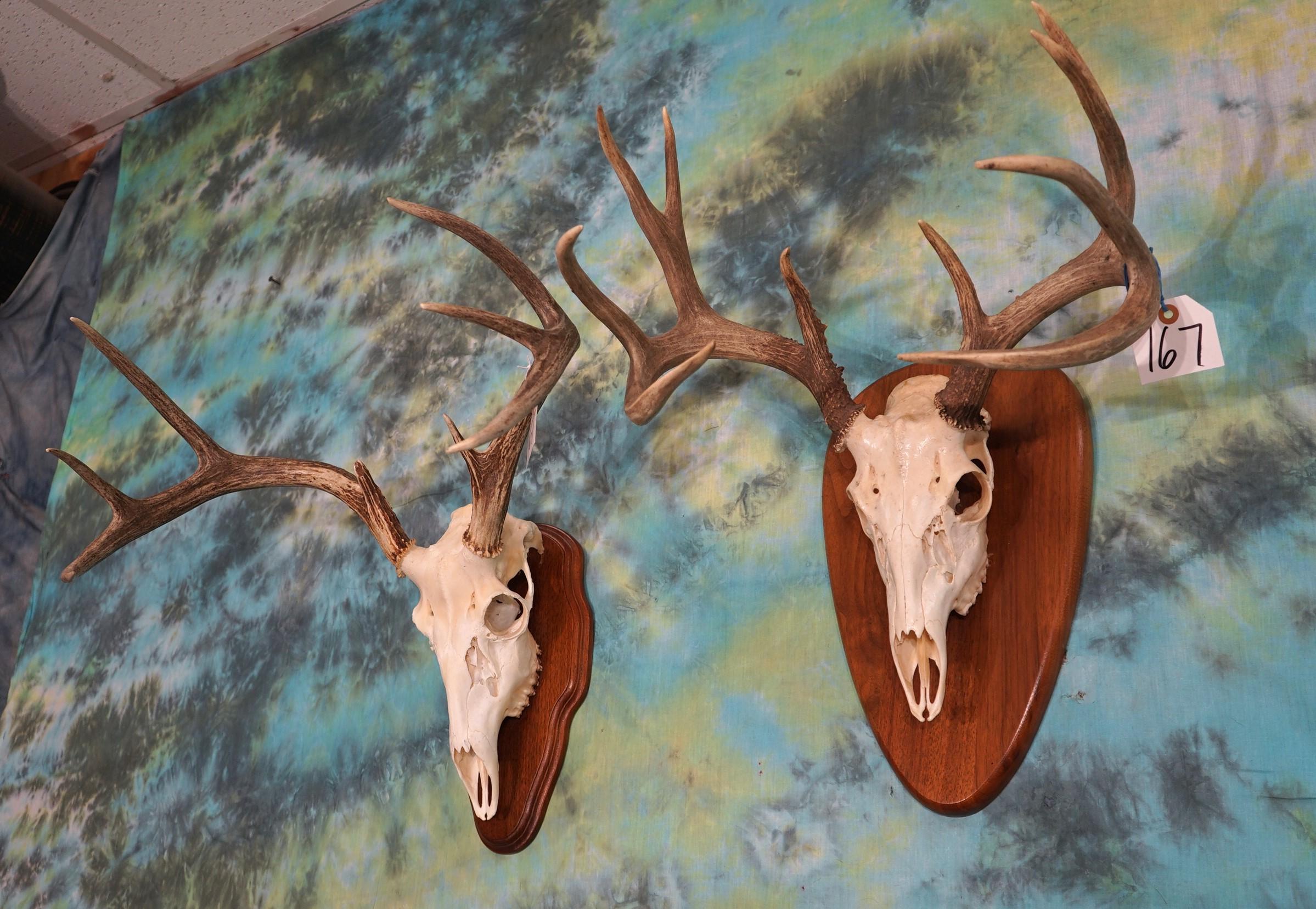 8pt. & 10pt. Whitetail Deer Skulls on Panels Taxidermy