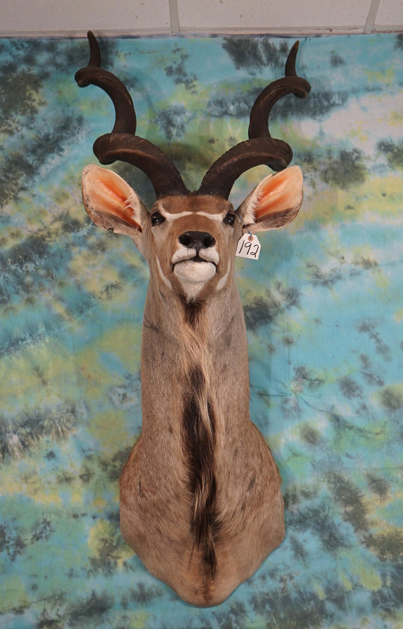 African Greater Kudu Antelope Shoulder Taxidermy Mount