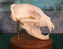 Black Bear Skull on Pedestal Panel Taxidermy