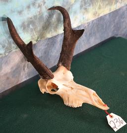 Pronghorn Antelope Skull Taxidermy