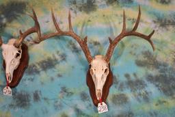 Pair of Whitetail Deer Antlers Mounted on Panels Taxidermy