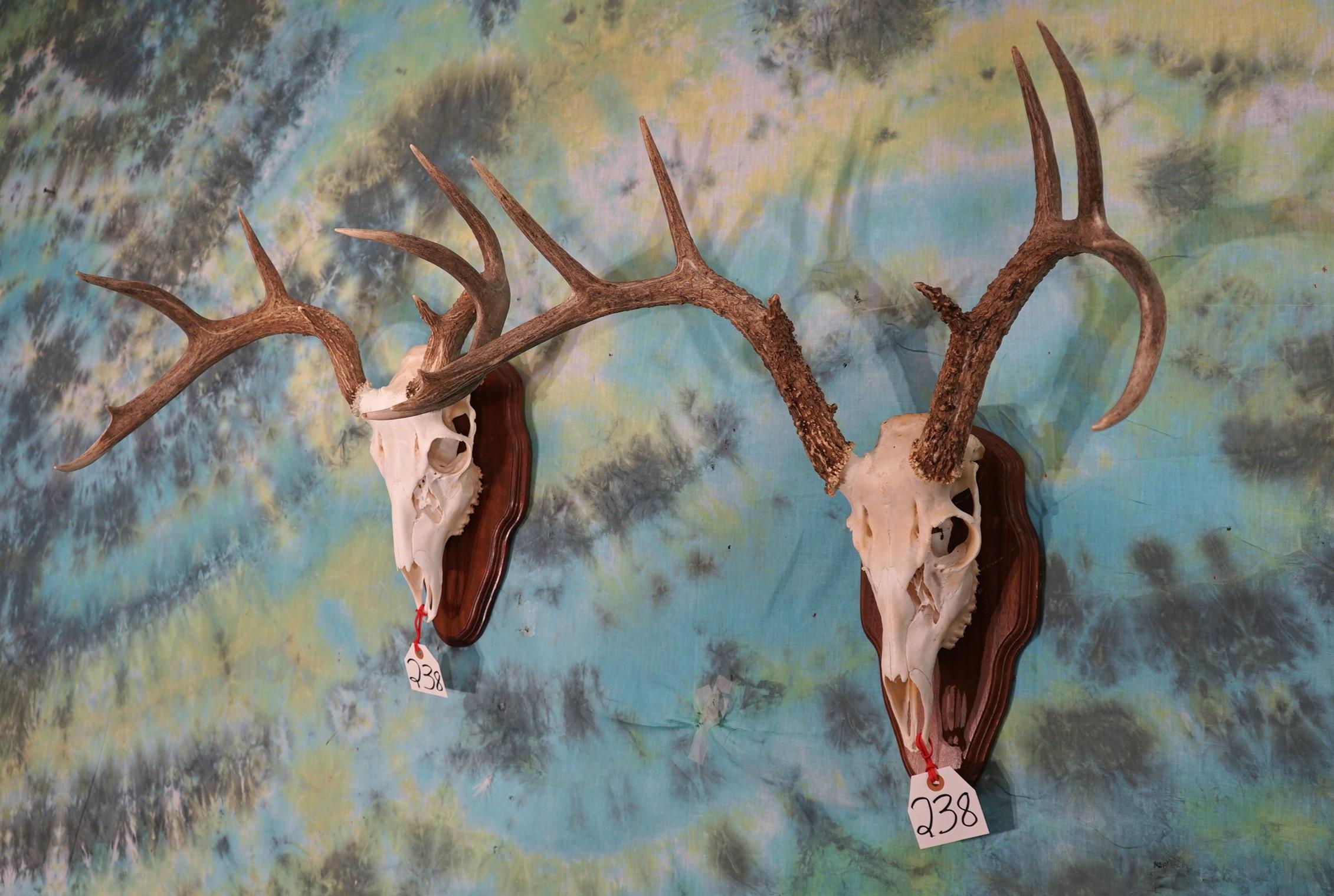 Pair of Whitetail Deer Antlers Mounted on Panels Taxidermy