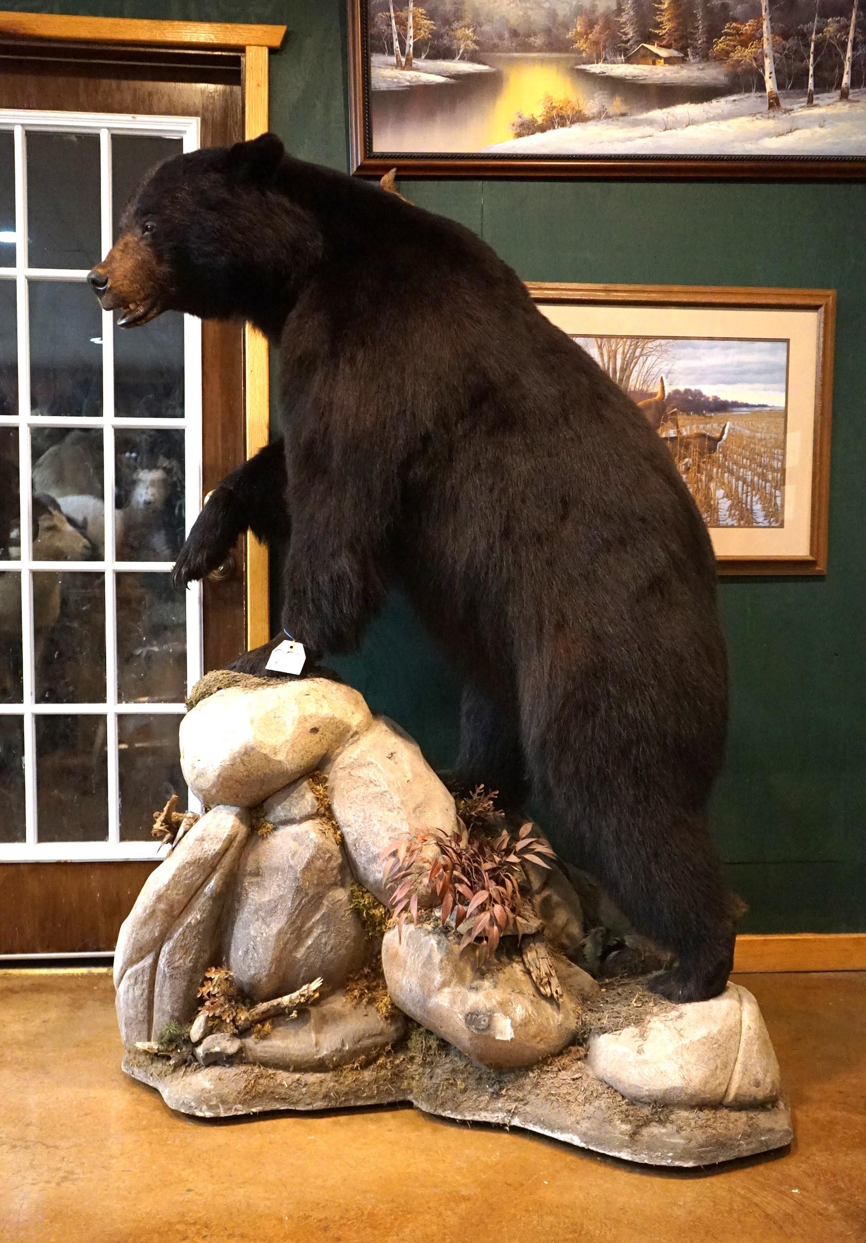 Large Full Body Black Bear Taxidermy Mount