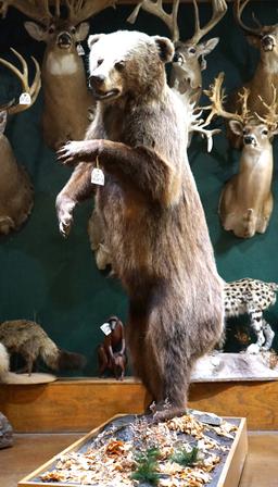 Full Body Interior Grizzly Bear Taxidermy Mount