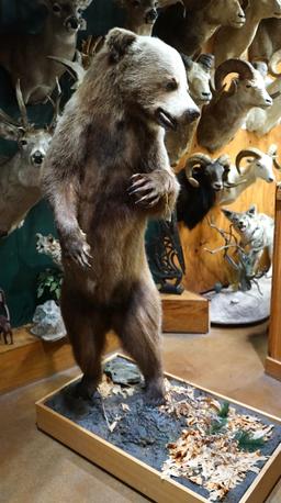 Full Body Interior Grizzly Bear Taxidermy Mount
