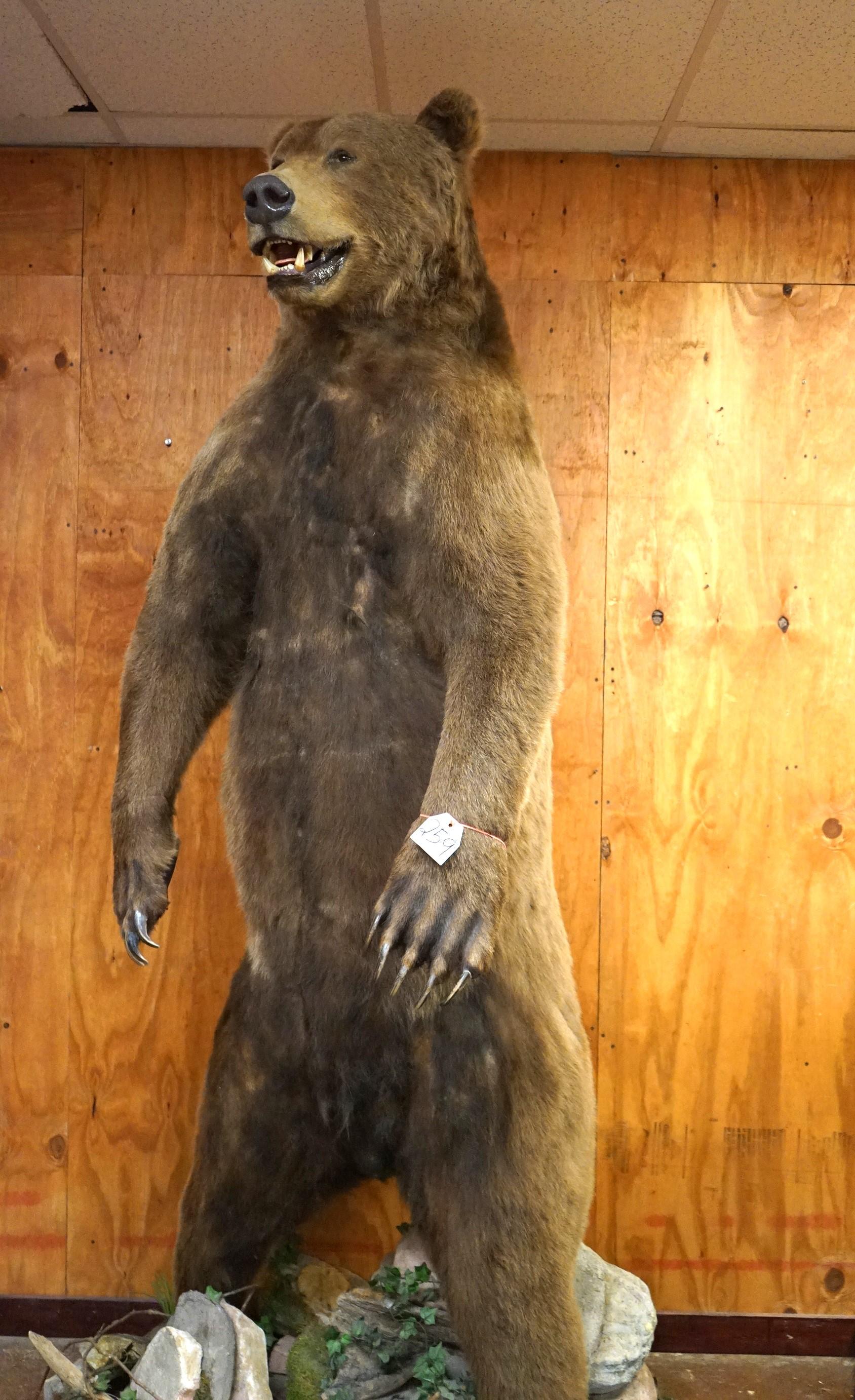 Boone & Crockett 10ft. Standing Brown Bear Full Body Taxidermy Mount