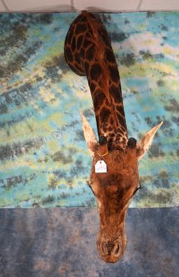 Cool Giraffe Neck Taxidermy Mount