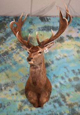 Giant Gold Medal Record Book 9 x 15 Red Stag Shoulder Taxidermy Mount