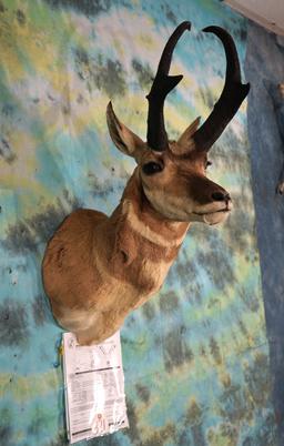 82 4/8" net Boone & Crockett Pronghorn Antelope Shoulder Taxidermy Mount