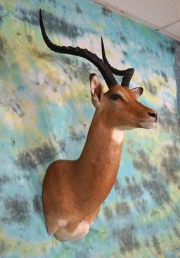 Beautiful East African Impala Ram Shoulder Taxidermy Mount