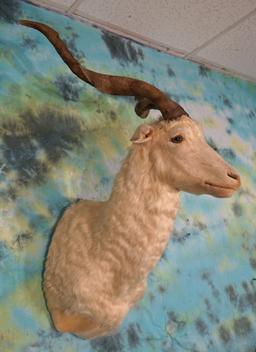 Pretty Catalina Goat Shoulder Mount Taxidermy