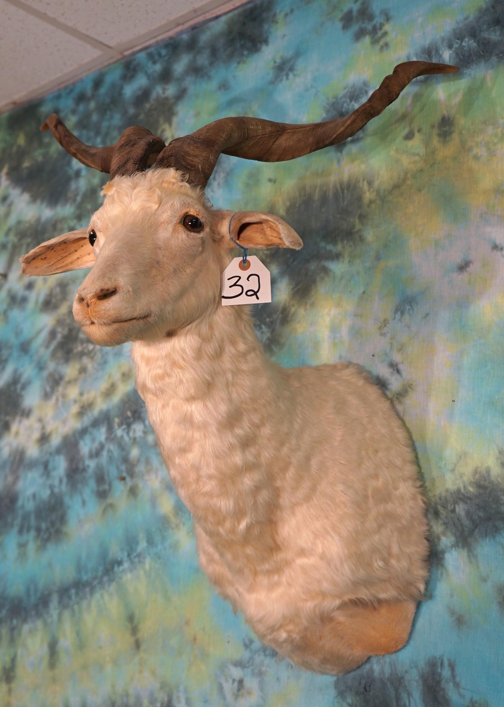 Pretty Catalina Goat Shoulder Mount Taxidermy