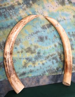 Pair of Fiberglass Reproduction Elephant Tusk