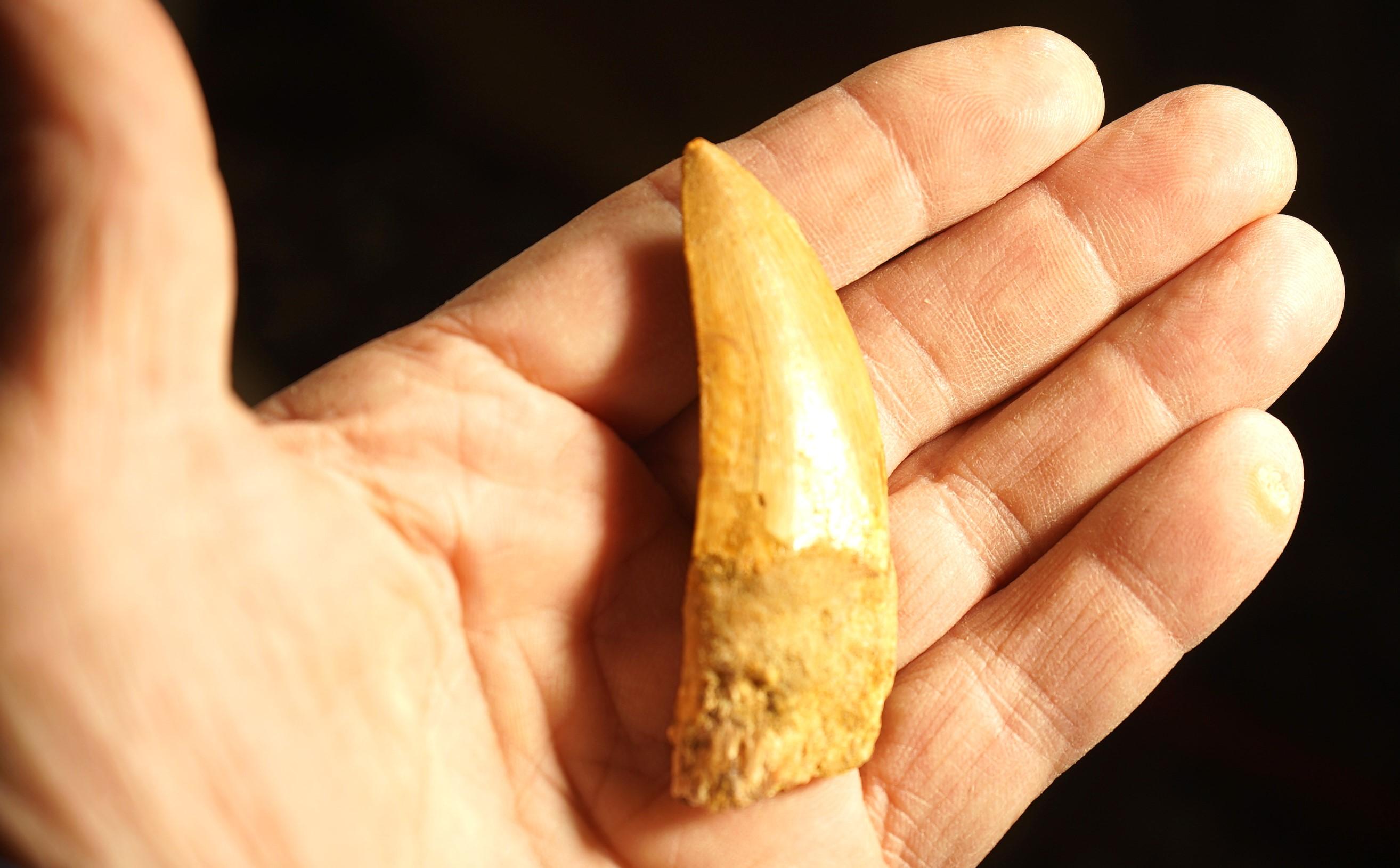 Authentic African T-Rex Fossil Tooth