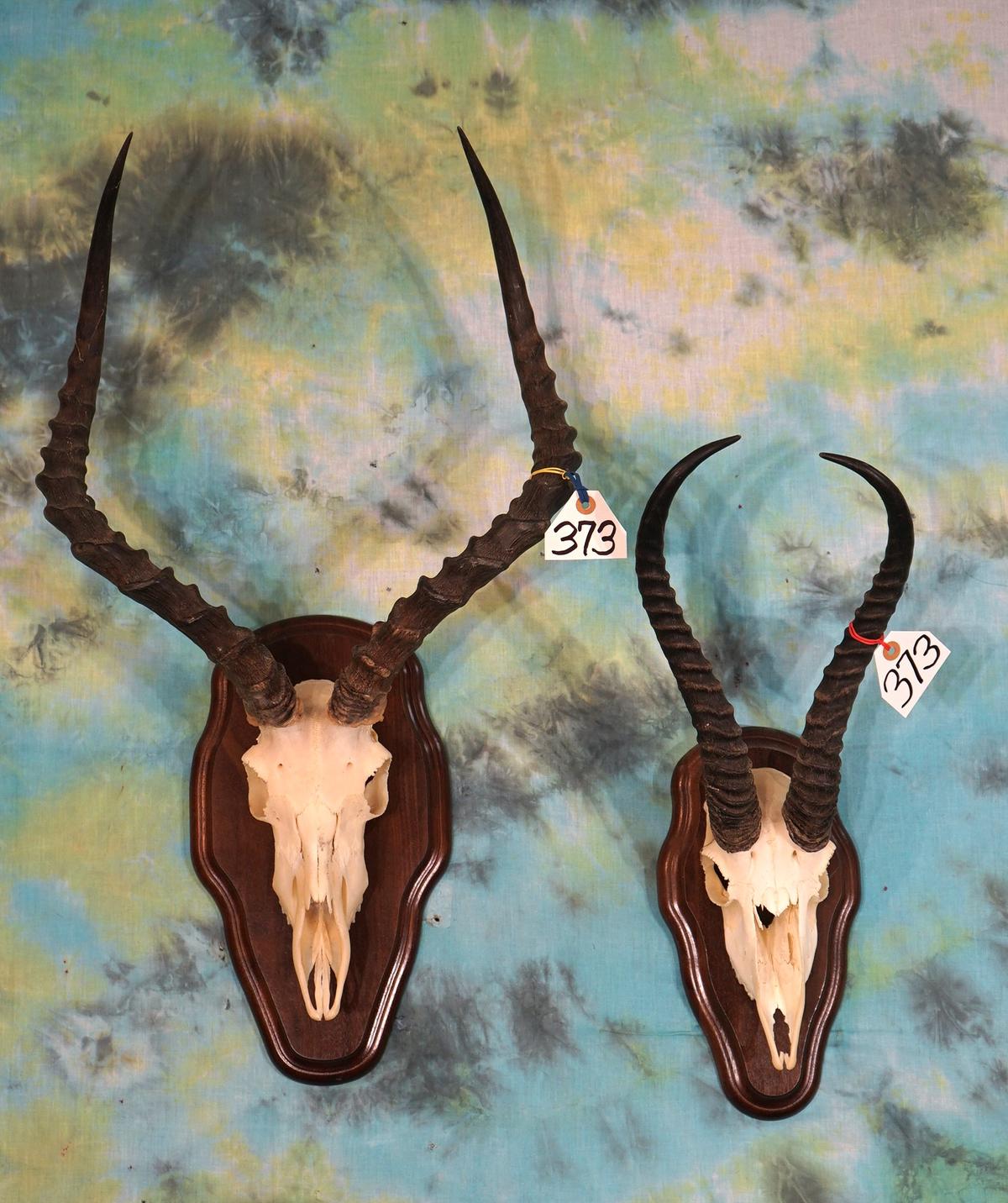 African Springbuck & Impala Skulls on Panels Taxidermy