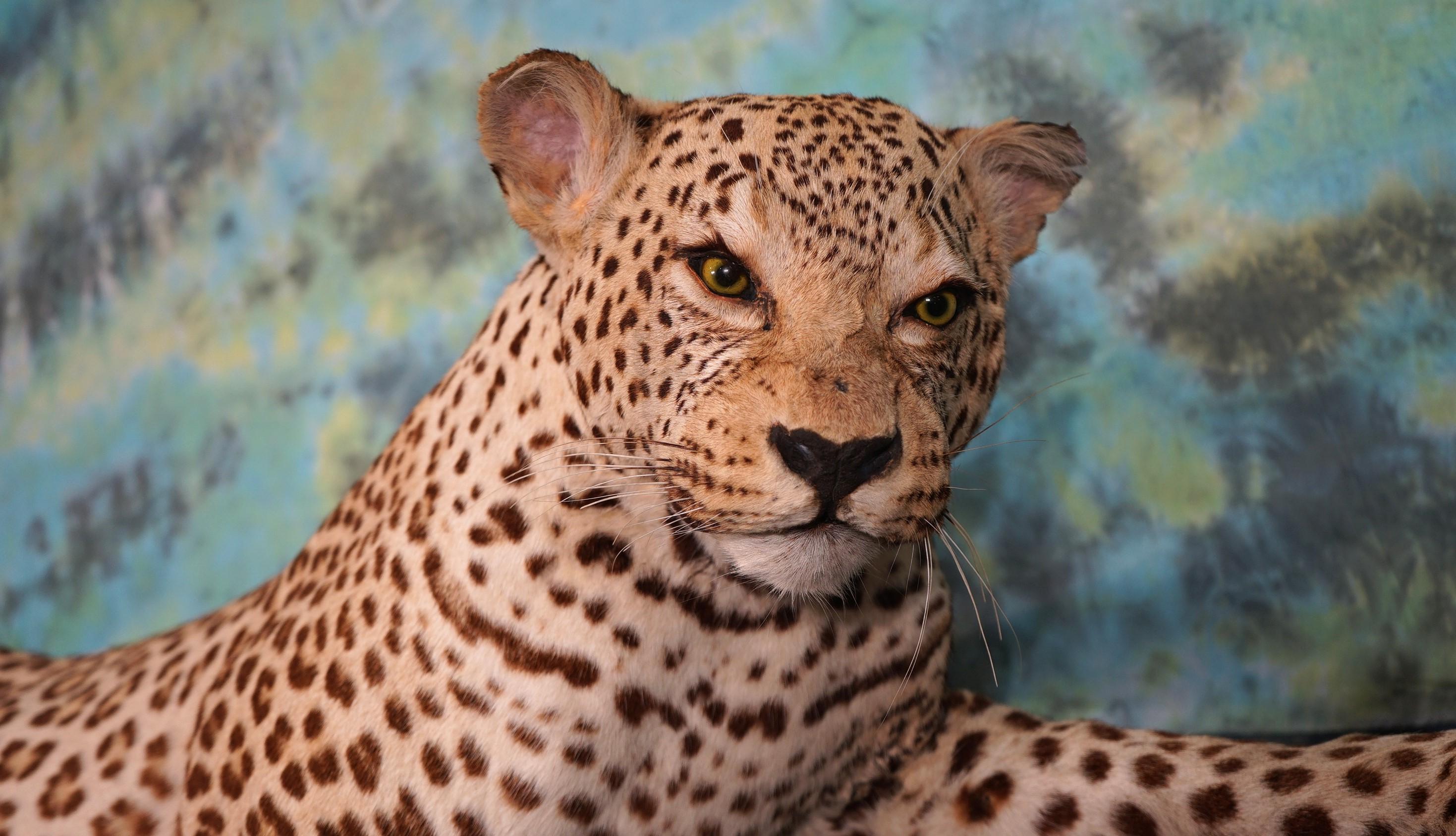 African Leopard Full Body Taxidermy Mount **Texas Residents Only!**