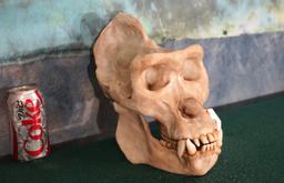 Large African Gorilla Skull Quality Fiberglass Resin Reproduction