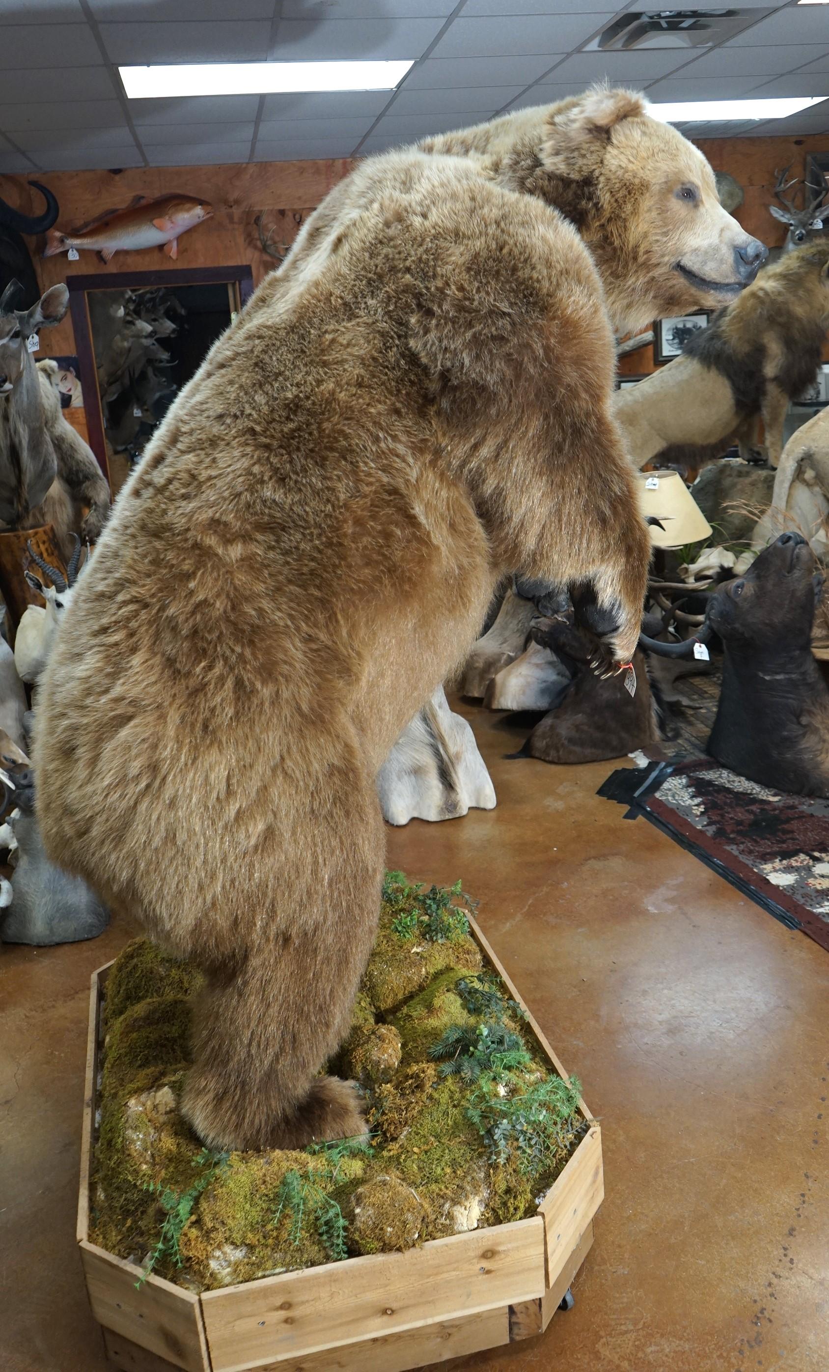 Alaskan Brown Bear Full Body Taxidermy Mount