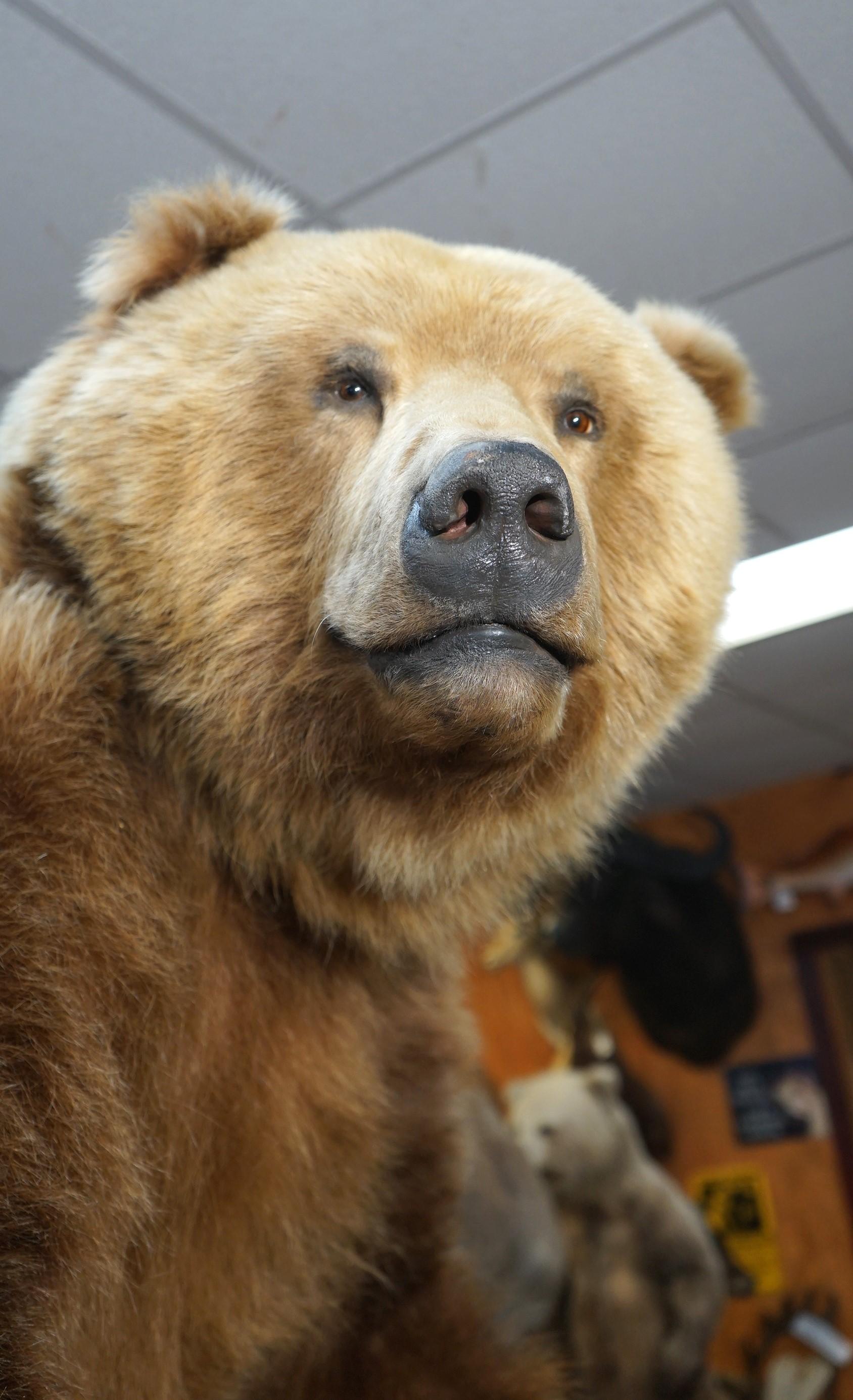 Alaskan Brown Bear Full Body Taxidermy Mount