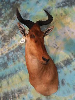 East African Coke's Hartebeest Shoulder Taxidermy Mount