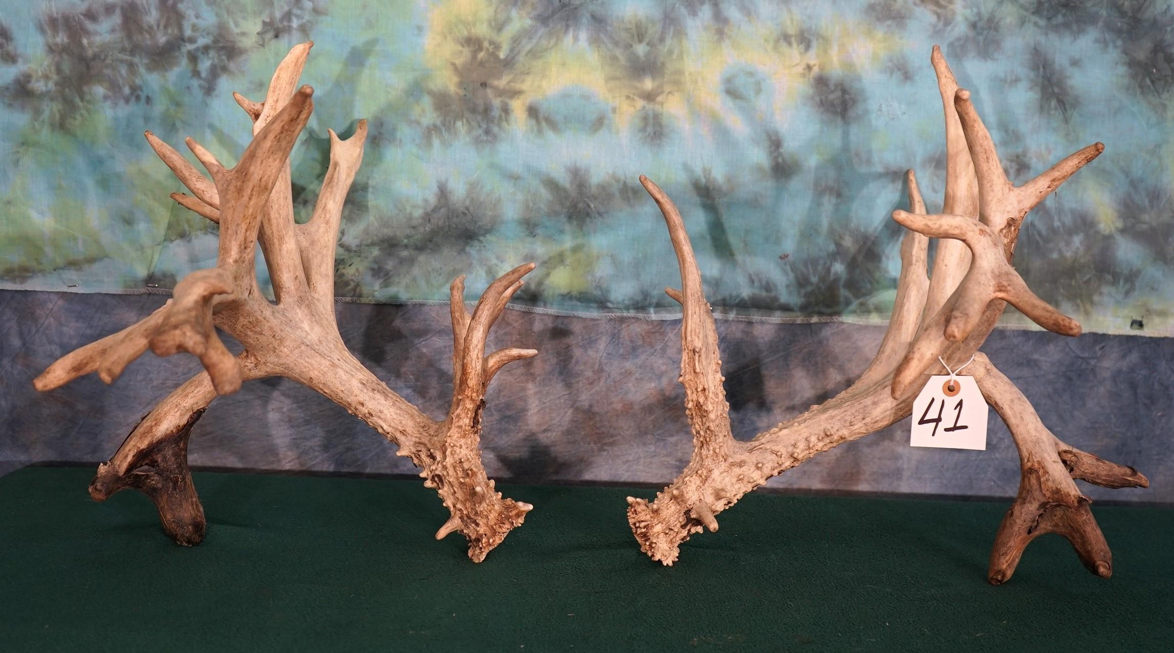 Big 212 gross  set of Non-Typical Whitetail Deer Matching Sheds Taxidermy