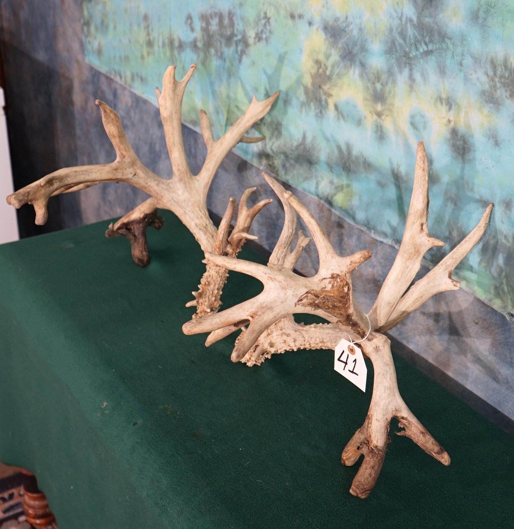Big 212 gross  set of Non-Typical Whitetail Deer Matching Sheds Taxidermy