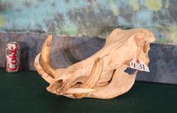 African Warthog Record Class Skull Taxidermy