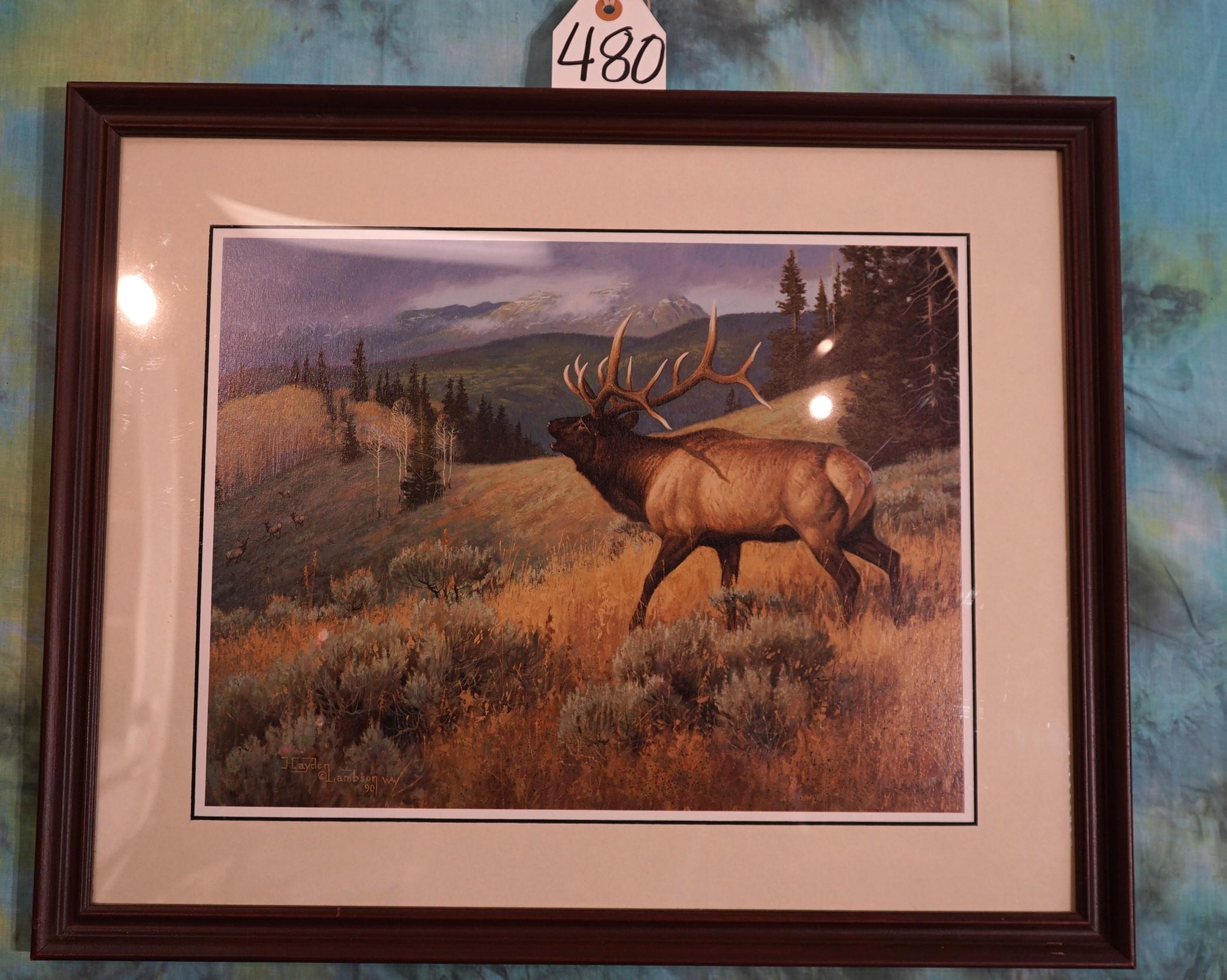 Beautiful Framed Print of a Elk in natural Habitat