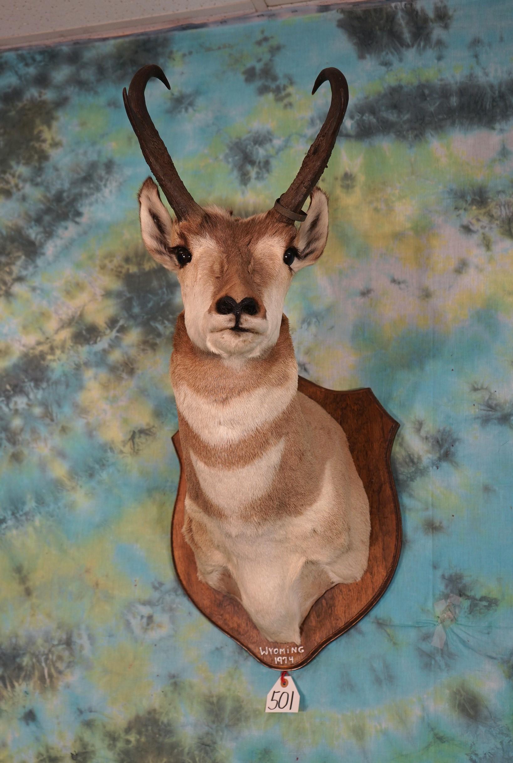 Pronghorn Antelope Shoulder Taxidermy Mount