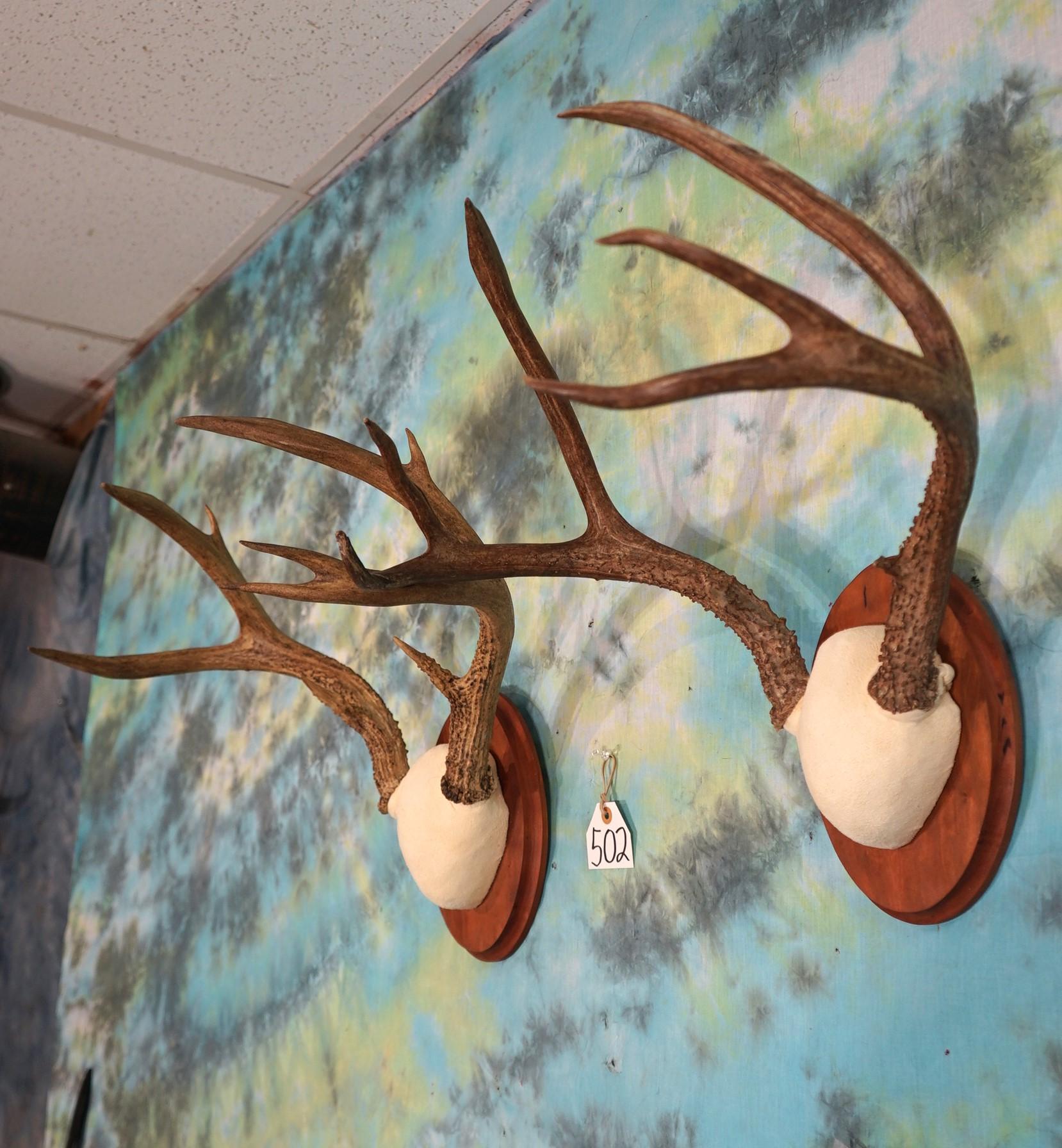 Two Sets of Mule Deer Antlers on Panels Taxidermy