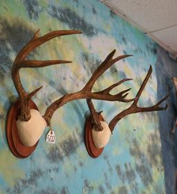 Two Sets of Mule Deer Antlers on Panels Taxidermy