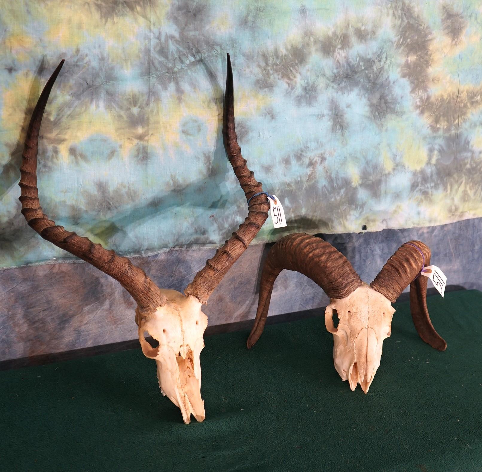 Hybrid Sheep Skull & Impala Skull Taxidermy