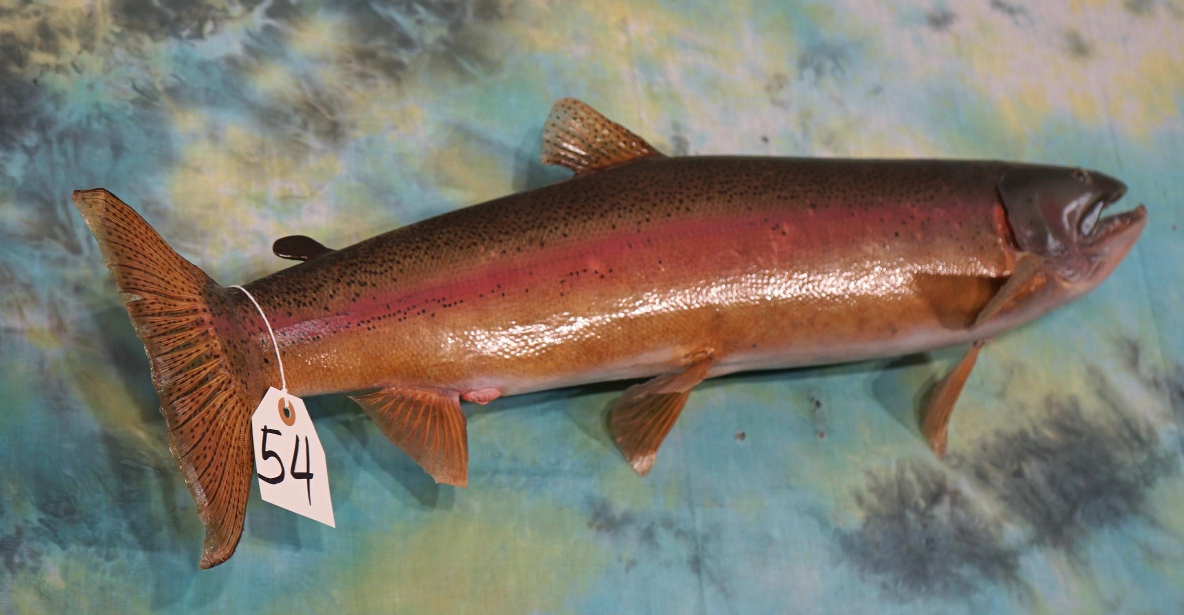 Beautiful 28" Real Skin Rainbow Trout Taxidermy Fish Mount