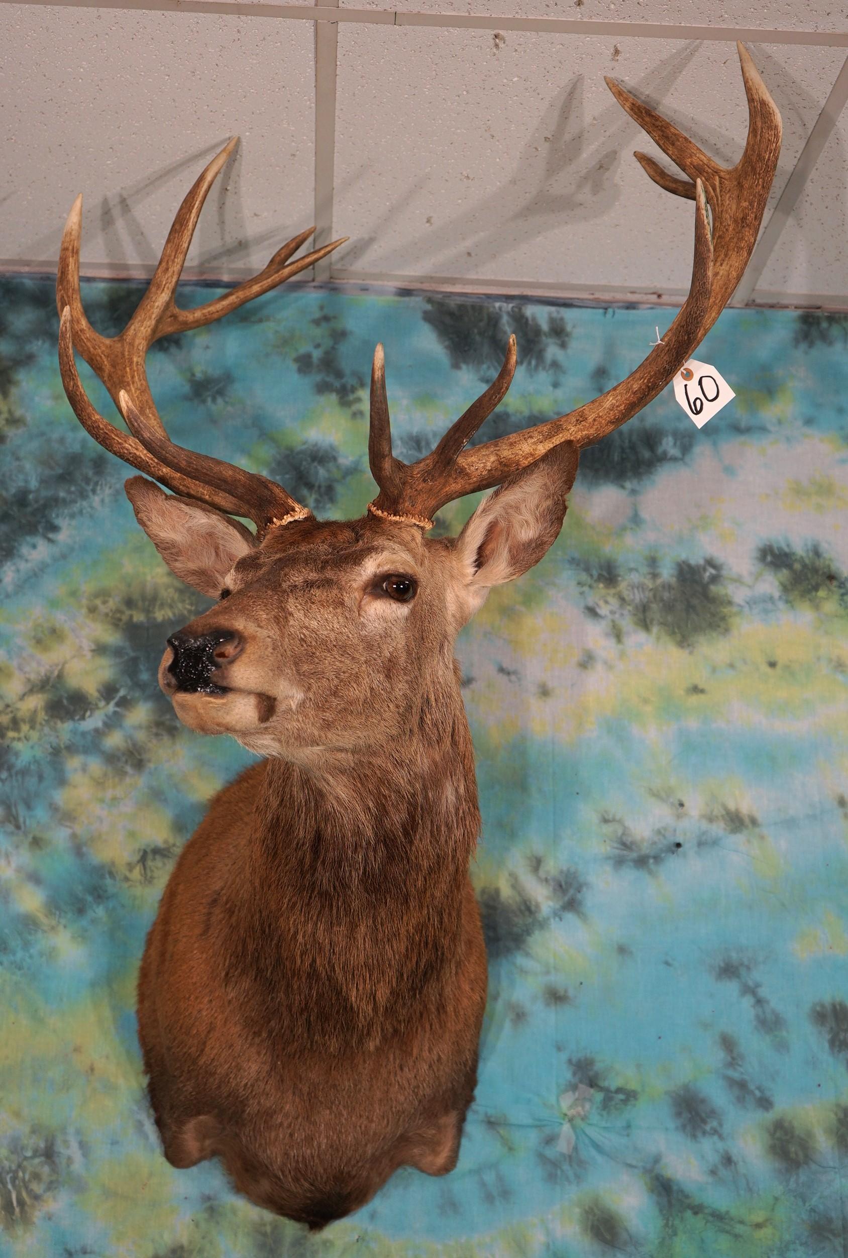 7 x 6 Red Stag Shoulder Mount Taxidermy